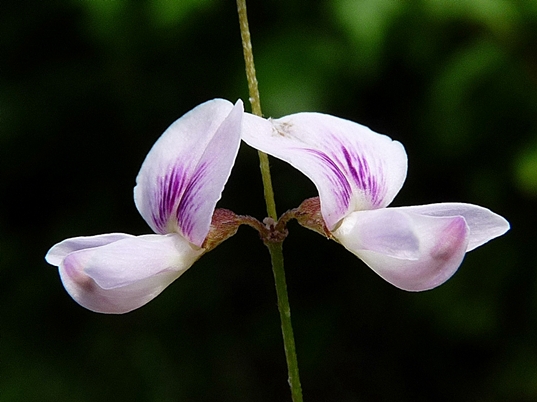 {Lespedeza repens}